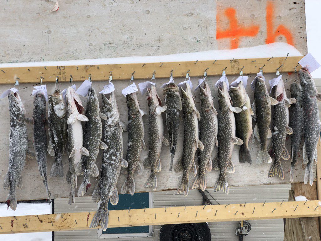Maple Lake Ice Fishing Derby Maple Lake Ice Fishing Contest